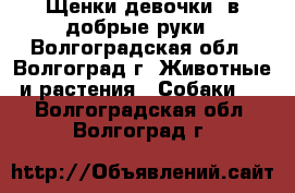 Щенки(девочки) в добрые руки - Волгоградская обл., Волгоград г. Животные и растения » Собаки   . Волгоградская обл.,Волгоград г.